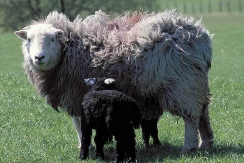 Herdwick